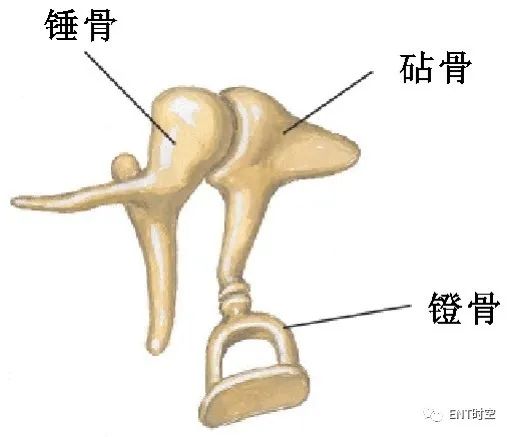 耳部解剖结构和生理功能,耳部解剖笔记