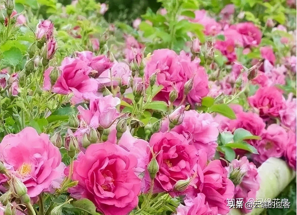 1到99朵玫瑰的含义图片,1到99朵玫瑰花语是什么