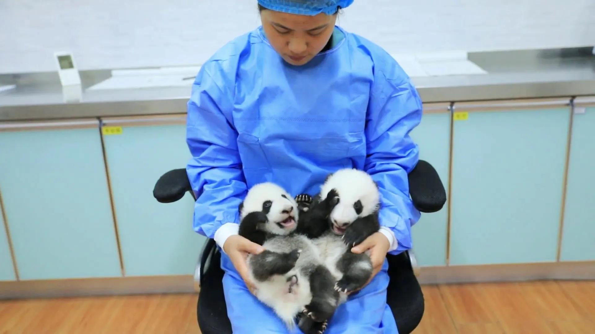 熊猫界几大家族,熊猫的种类有多少种