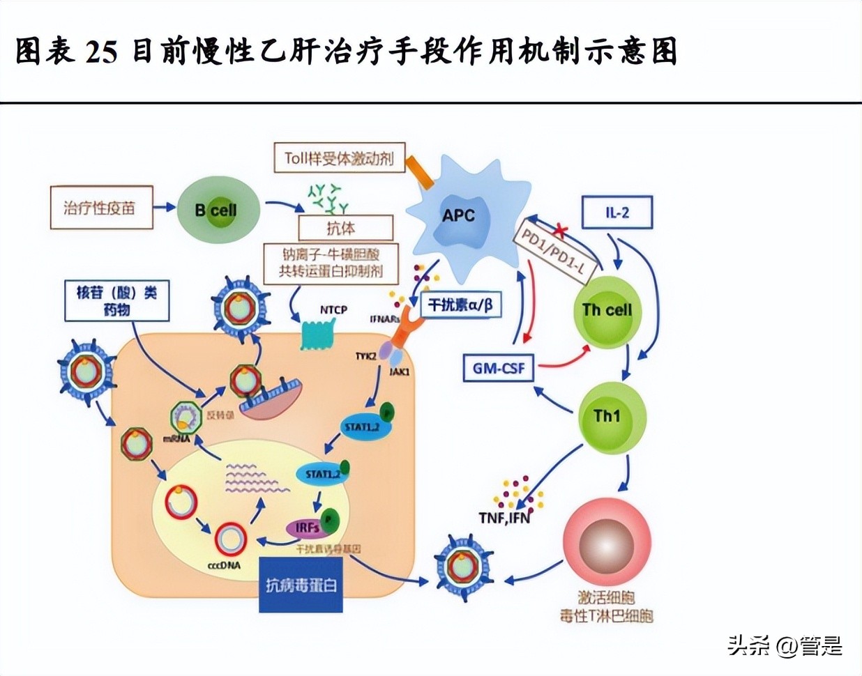 特宝生物乙肝最新治愈消息,特宝生物乙肝