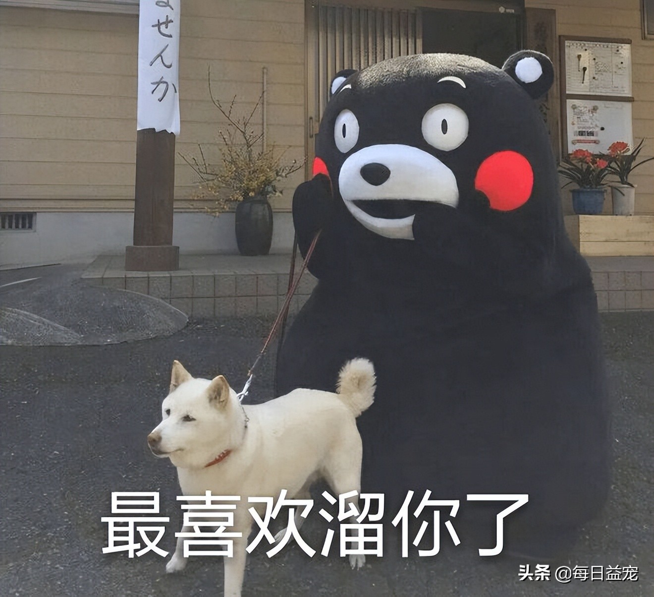 长期养狗不遛狗的后果,养狗不遛狗会发生什么严重的后果