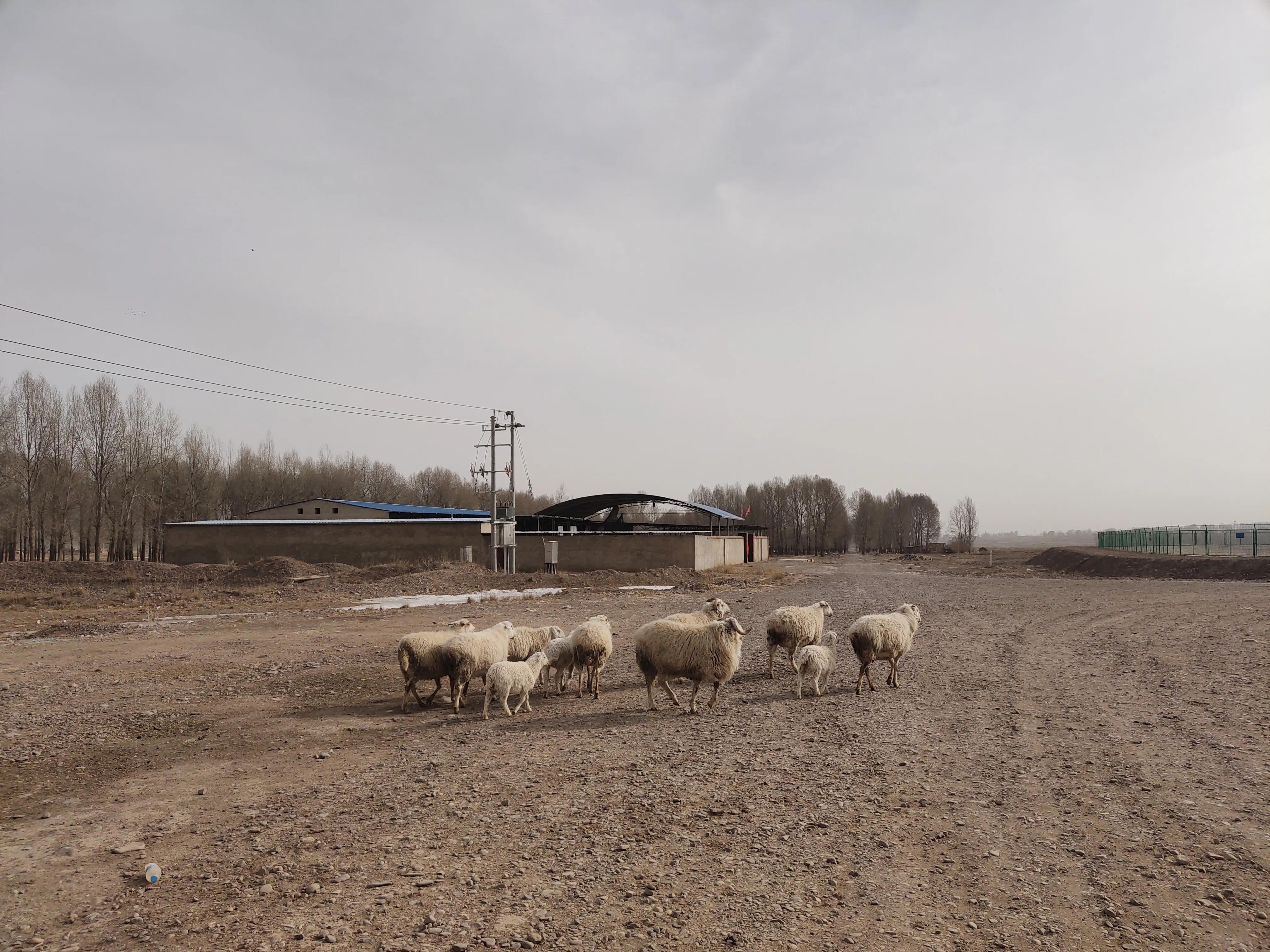 市场卖一只羊能赚多少钱,买卖活羊一年能赚多少钱