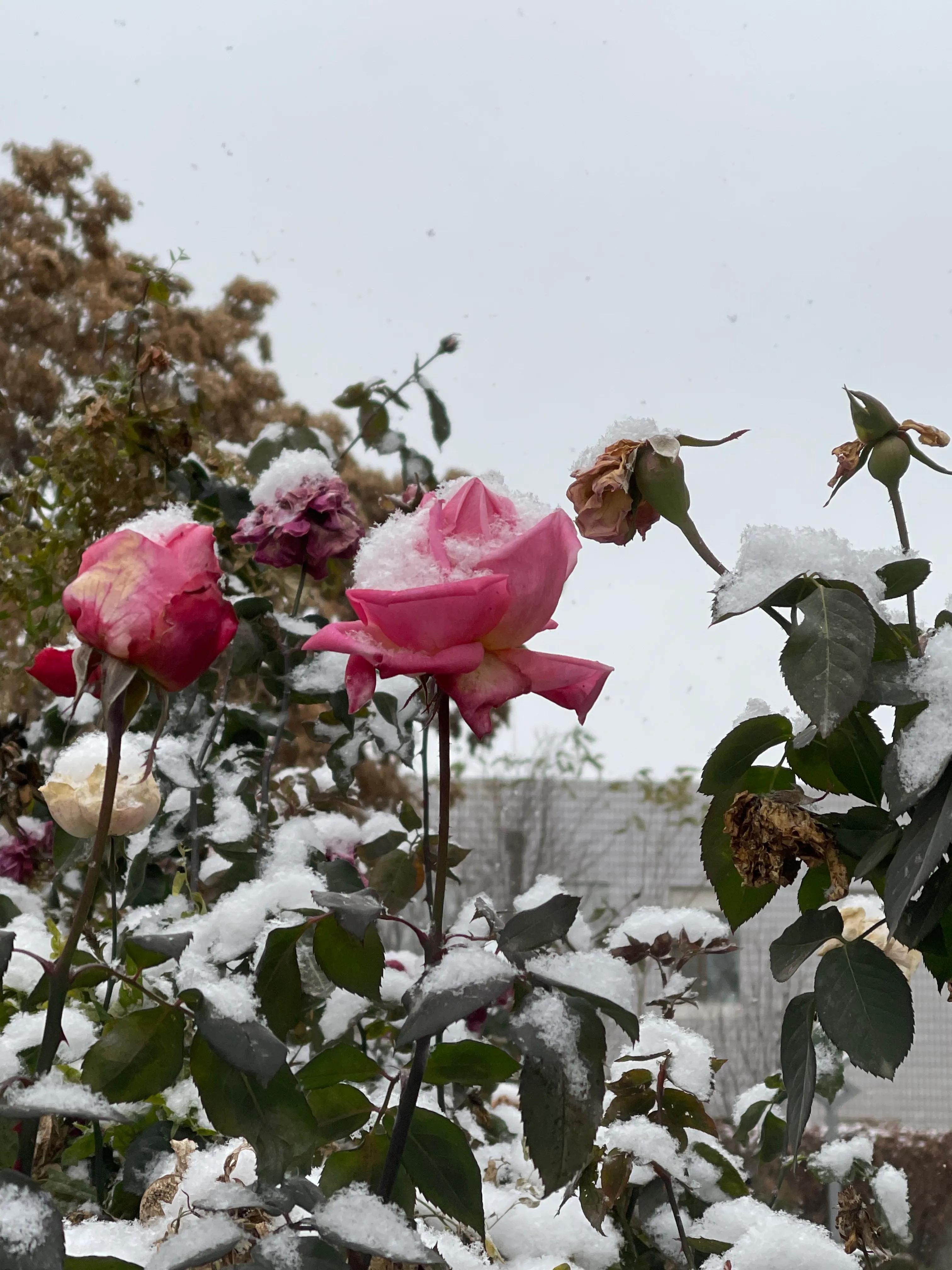 荔枝宠妃历史远大唐飞骑红尘去若是口袋银两足奇瓜异果日啖百元姆