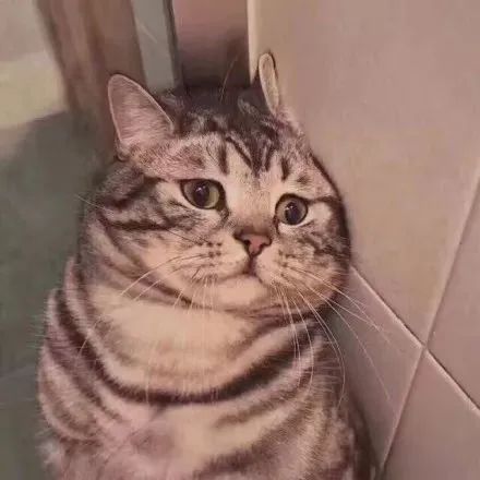 白猫耳聋是一点都听不见吗,怎么分辨白猫是不是耳聋