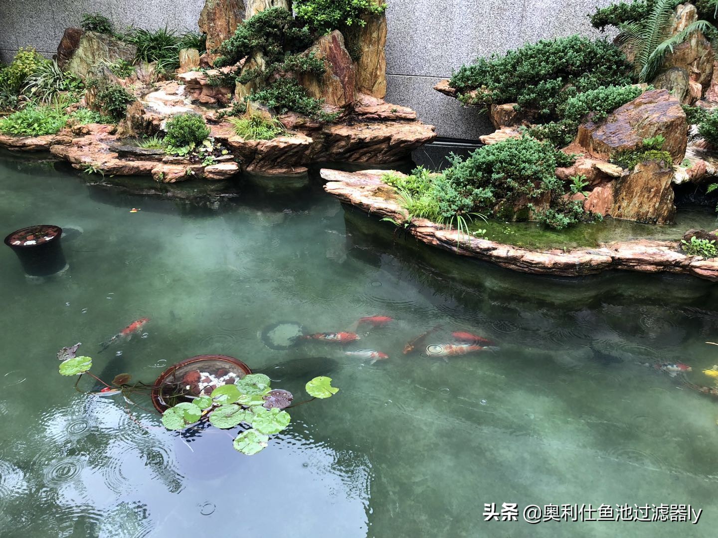锦鲤鱼池多久换一次水,锦鲤水浑浊绿
