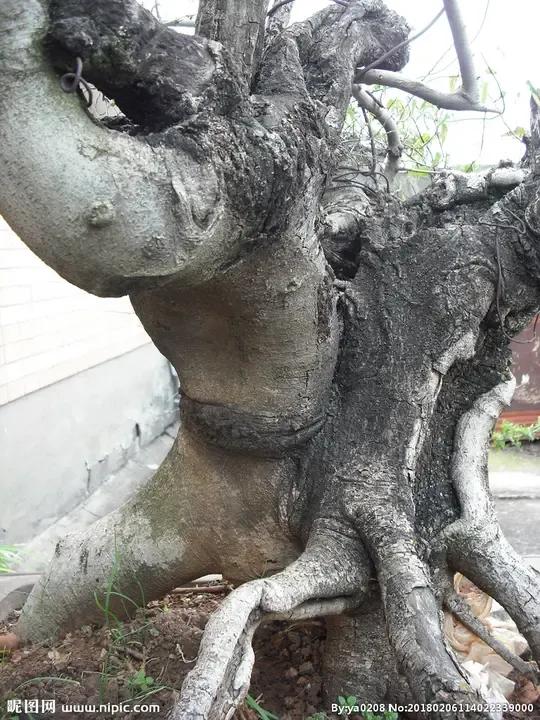 红富士苹果什么样的好吃,红富士脆甜苹果哪产的好吃