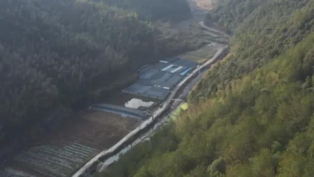 养殖石蛙深山老林,龙泉石蛙野生