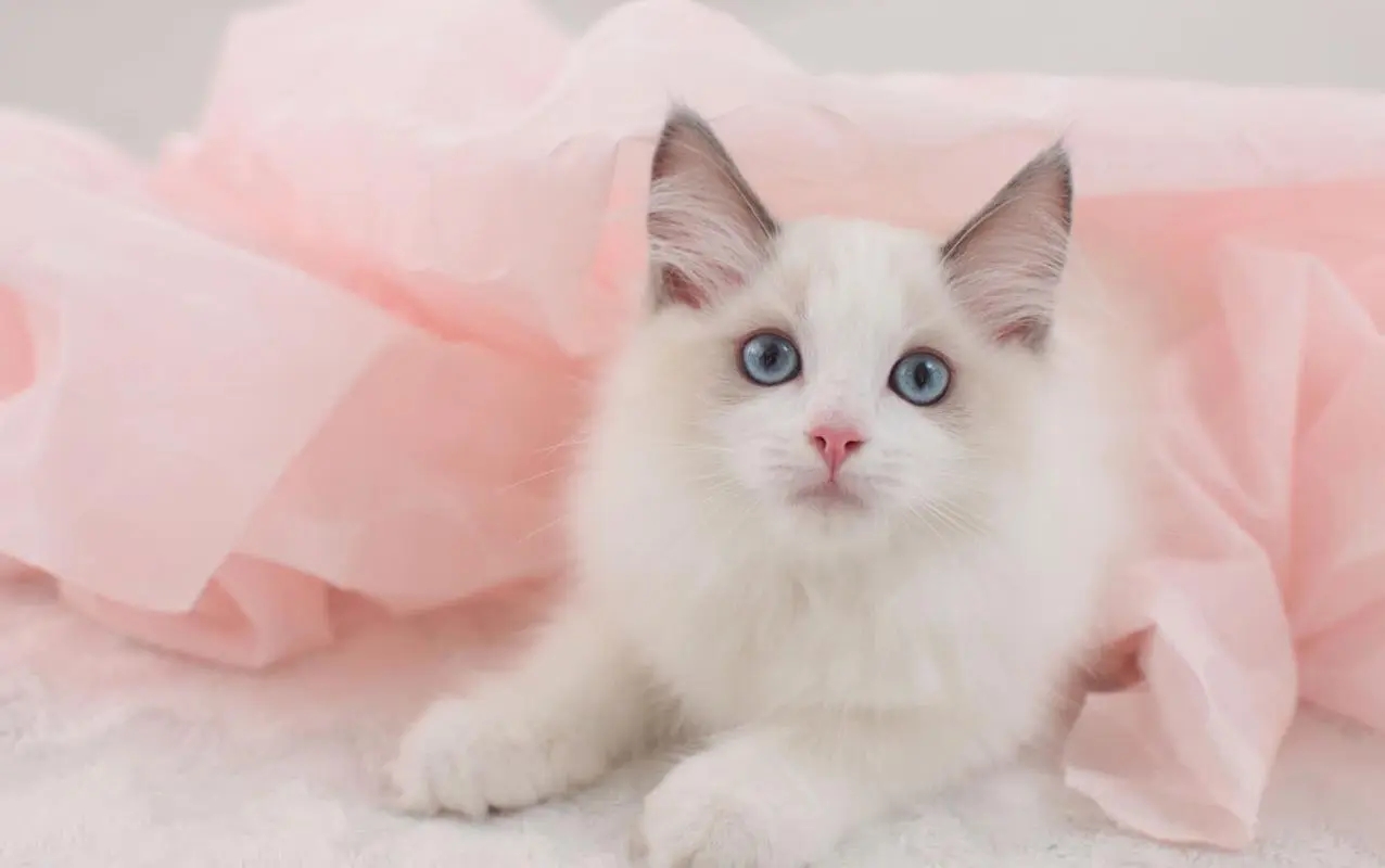 如何更好的养布偶猫,新手养布偶猫该选哪种布偶猫