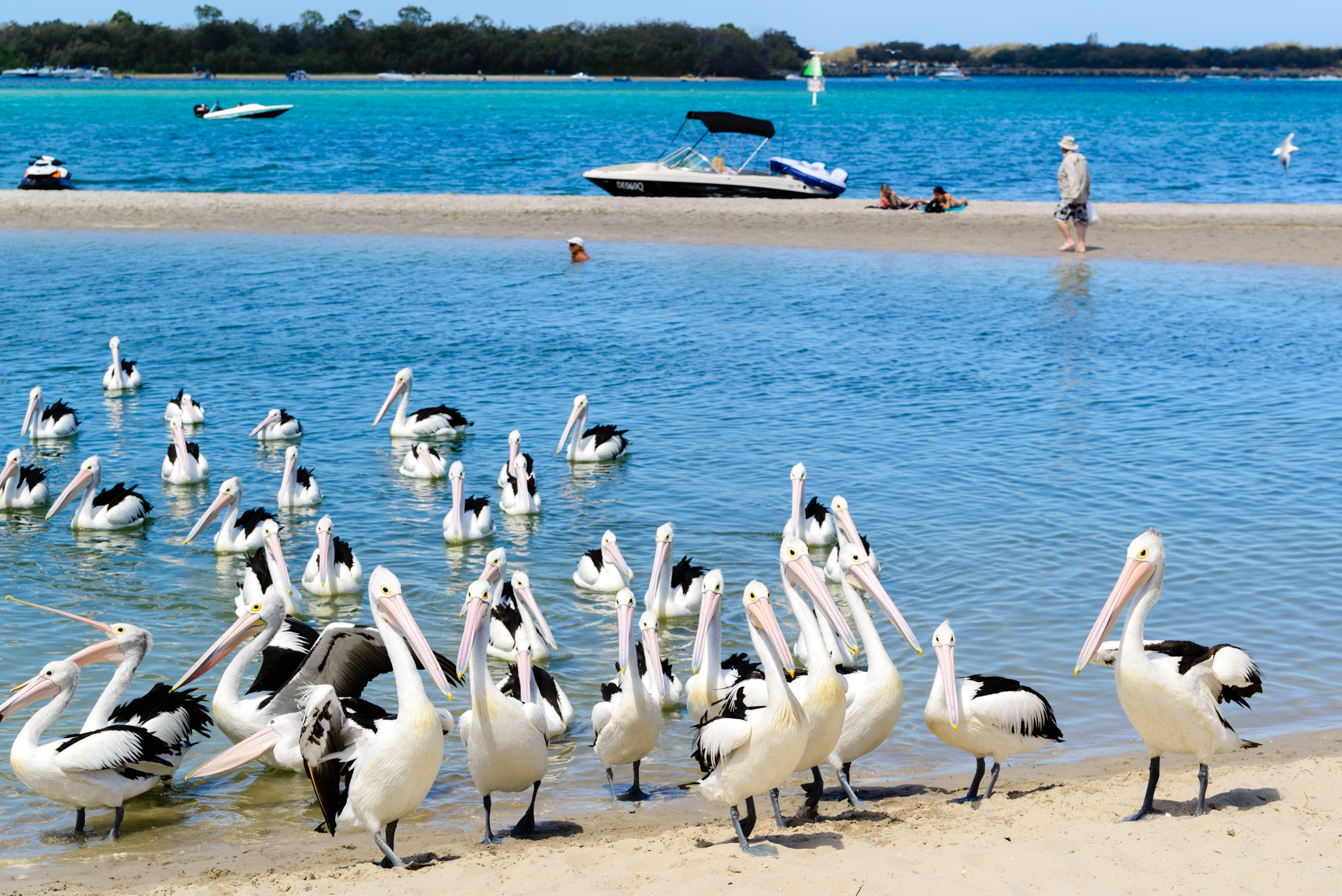 澳洲海边鹈鹕,澳洲黄金海岸鹈鹕