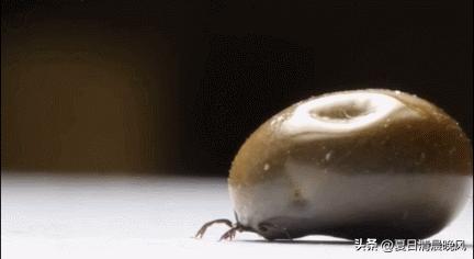 鏃ュ啗鍏借,鏃ユ湰渚靛崕鍏借鐓х墖