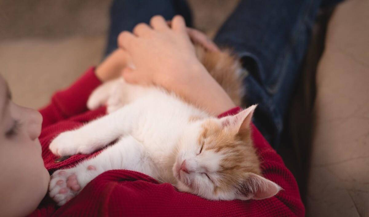猫咪的迷惑行为和奇怪的睡姿,看猫咪的睡姿判断它的警惕性