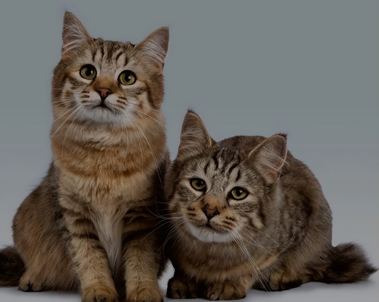 纯种猫咪有哪些颜色,纯种宠物猫有哪些品种