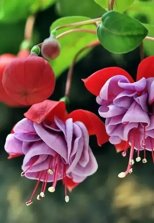 分享图片温暖大图,倒挂金钟花唯美视频