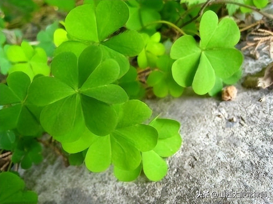 买卖合同范本去哪里搜,买卖合同范本视频