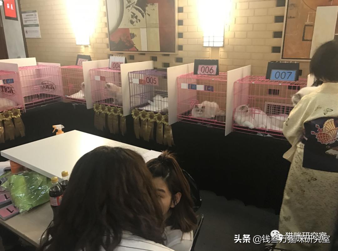 新手养猫便宜选择哪种猫,买纯种猫注意事项有哪些