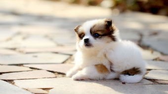 狗狗抗拒梳毛怎么办,狗狗磨指甲的正确方法