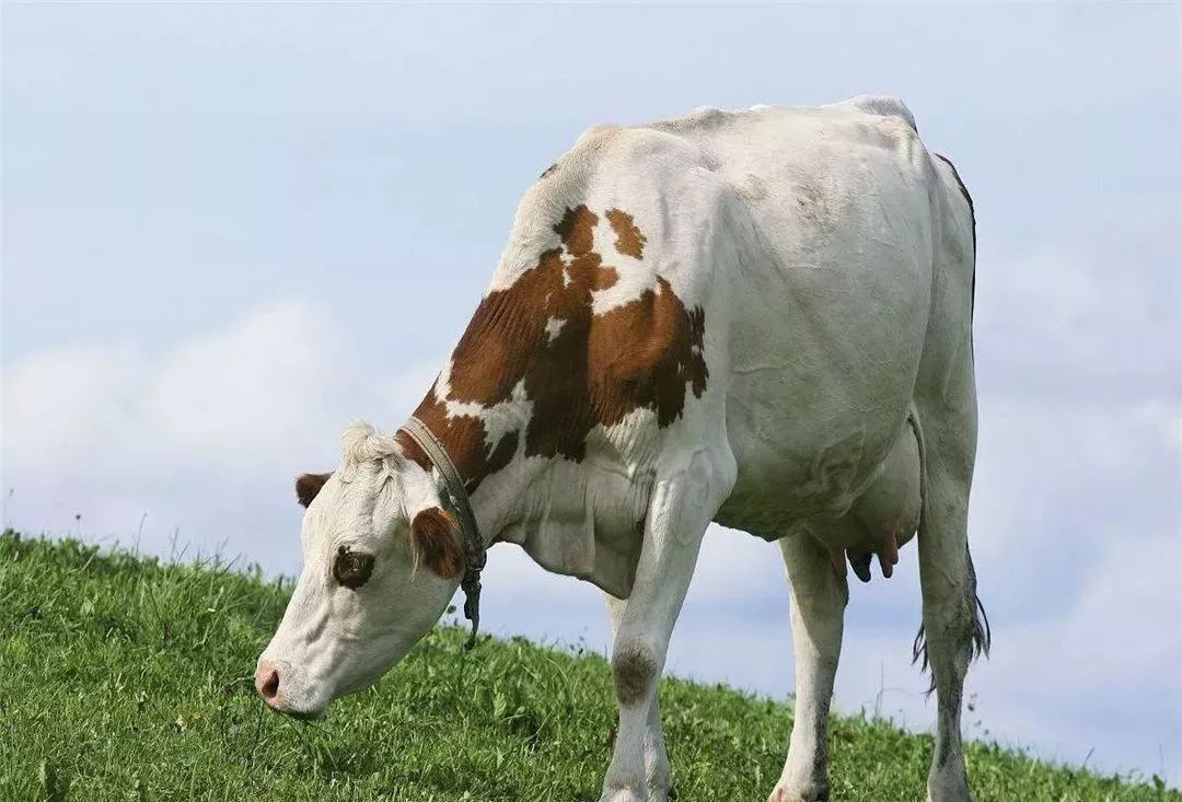 牛瘤胃积食的原因和治疗方法,牛感冒引起瘤胃积食的治疗方法
