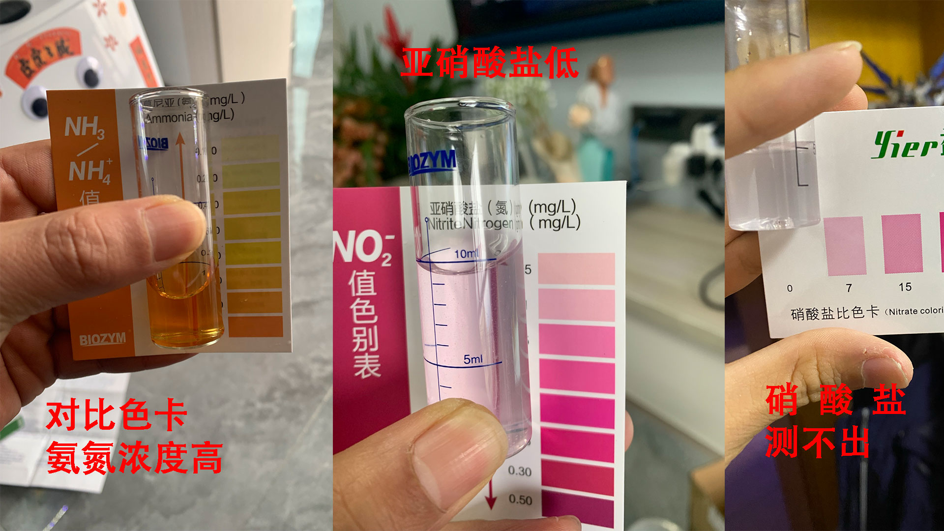 鱼缸硝化系统崩溃是什么原因,新鱼缸最快建立硝化系统时间