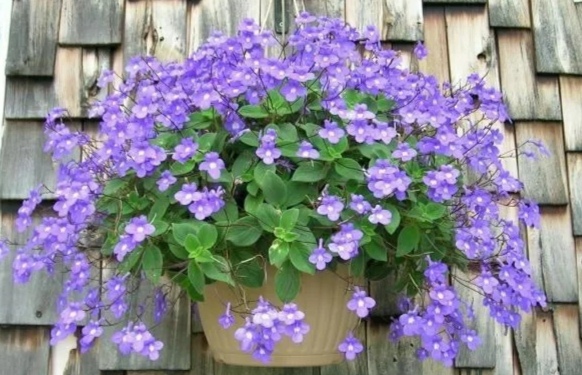 100个阳台养什么花好,100种阳台养的花草