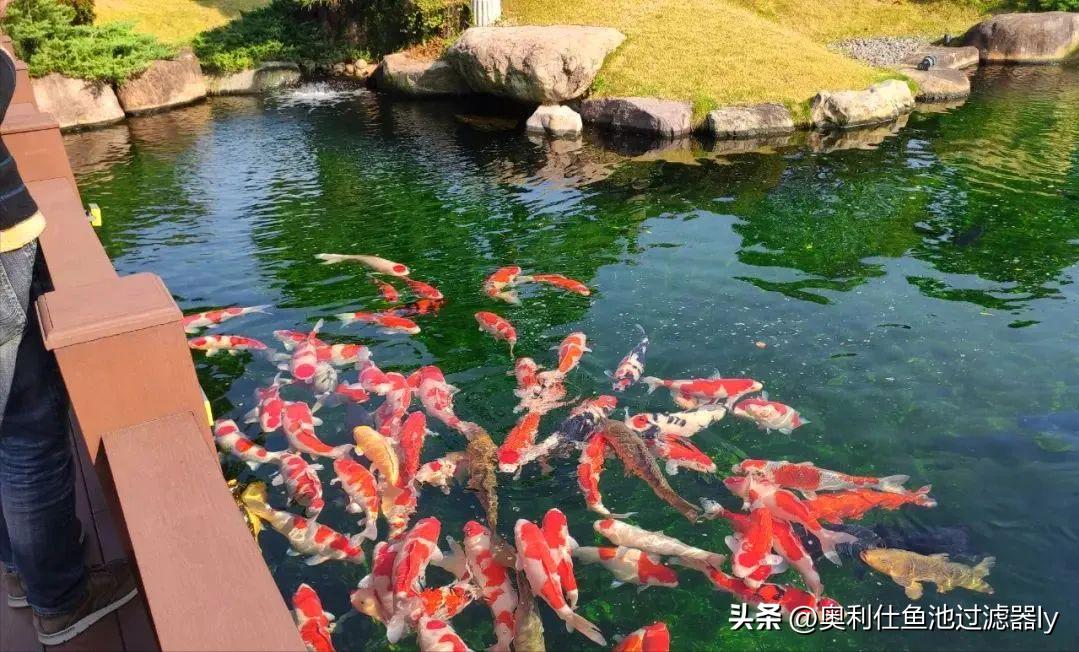 锦鲤鱼池该不该清除藻类,锦鲤鱼池绿藻多还用不用em菌