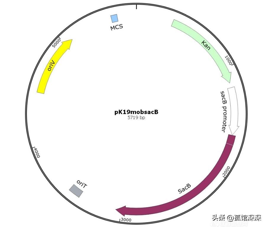 奇异性变形杆菌,奇异变形杆菌内源性感染