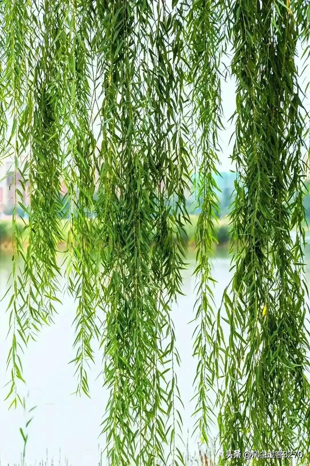 2023年03月03日星期五农历：癸卯年【兔年】二月十二八九第9天