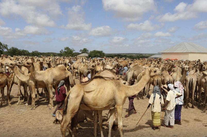把骆驼卖给阿拉伯人，朋友两年赚出了七套房