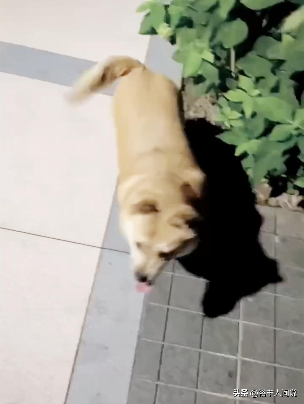 陈乔恩携老公回北京遭狠批!时隔两年见爱犬好激动,全程没有牵绳