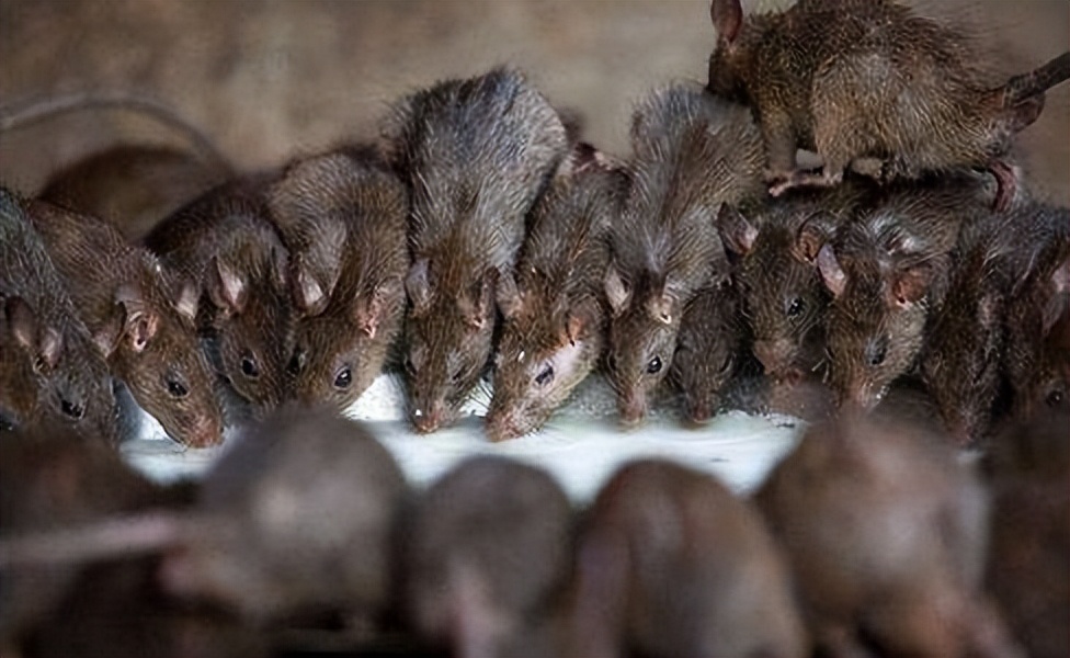 猫咪终究没能避开越南人的屠刀,越南人日食上万只猫,为啥爱吃猫