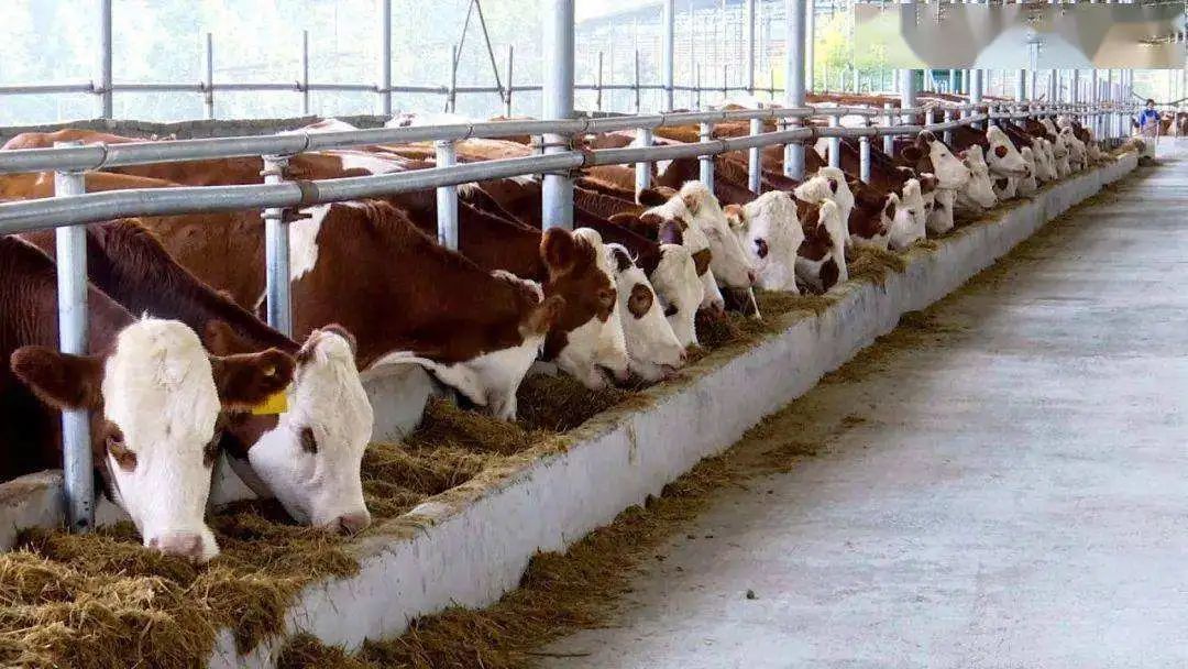 肉牛养殖方法和注意事项有哪些,肉牛养殖入门技巧和方法
