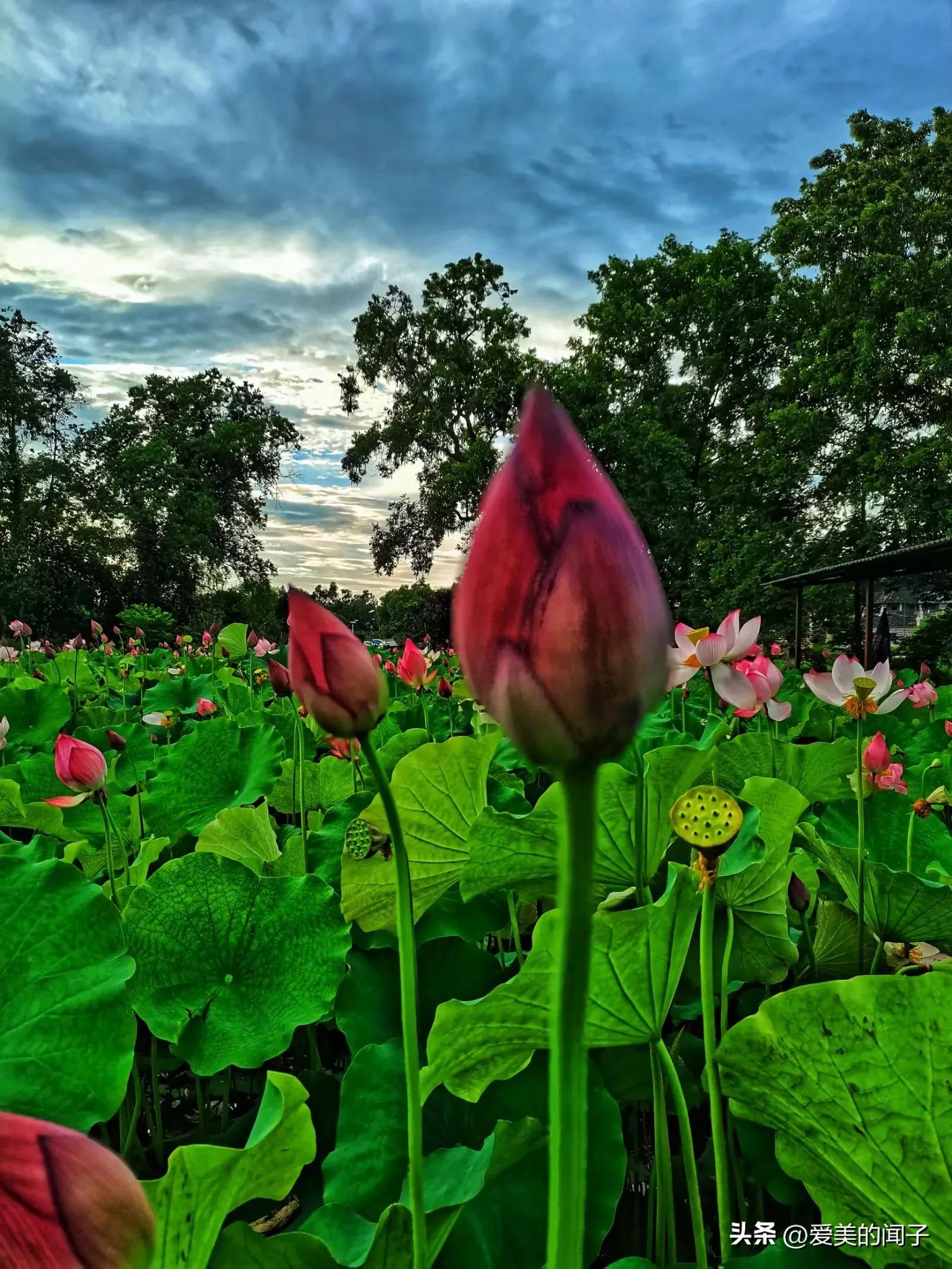 荷花仙子美得让人醉,夏日的荷花美景为你带来凉爽