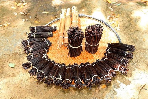 美洲香荚兰,墨西哥香荚兰