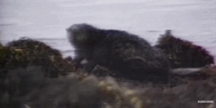 用头发可以清理石油爆上热搜!秃头网友狂喜:哈哈天生我材必有用