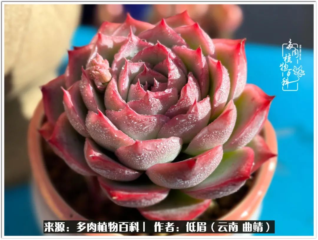 玉露多肉冬季分盆,玉露多肉怎样才能晶莹剔透