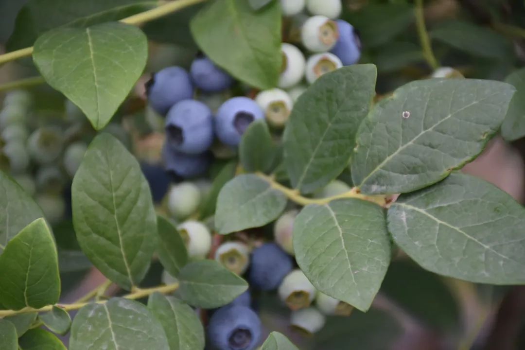超甜预警！夏日采摘季！快来汉中实现水果自由~
