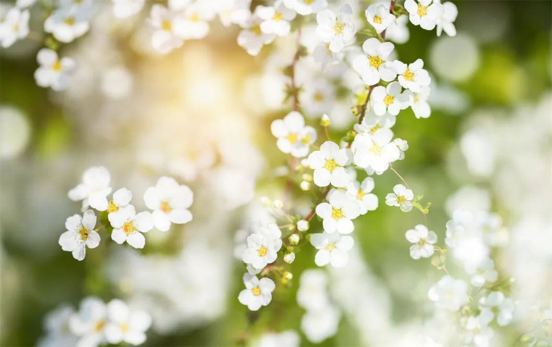 苏州阳澄湖踏青去处,苏州春游踏青好去处