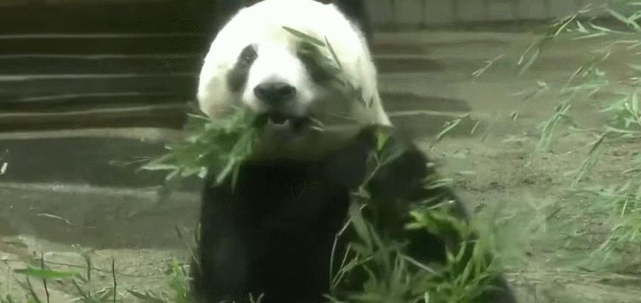 大熊猫香香回国日本民众哭着告别,大熊猫香香回国日本民众哭了