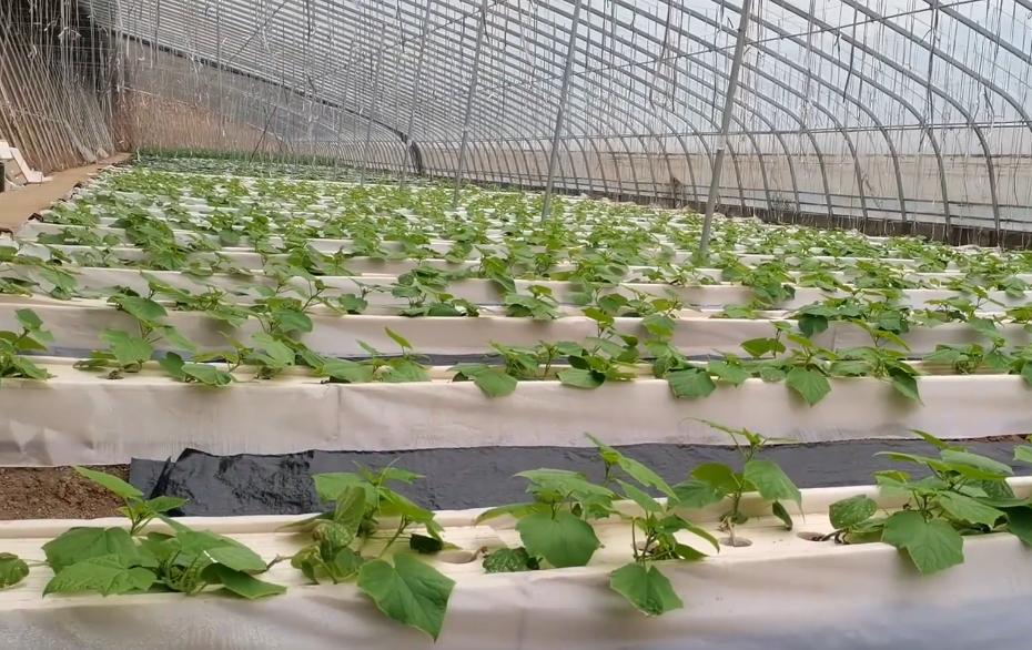 黄瓜牵引吊蔓方法,黄瓜吊秧的正确方法