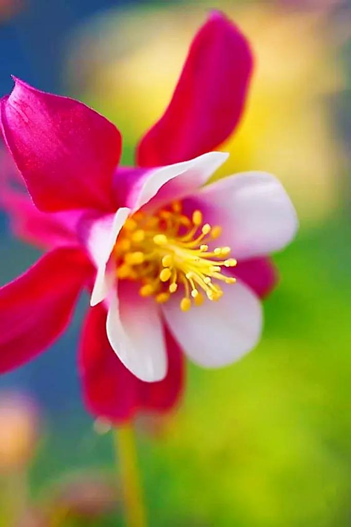 鲜花永远是女人的最爱,鲜花打动女人心