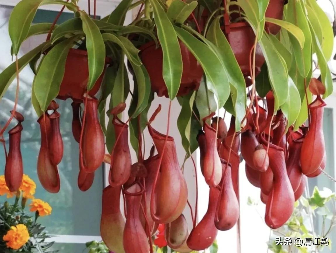 又好看又便宜的食虫植物,有什么推荐的食虫植物