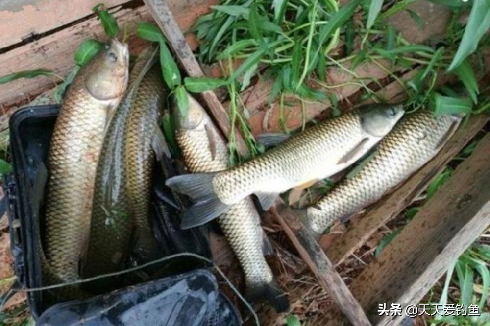 盛夏钓草鱼的正确方法,夏季钓草鱼钓浮