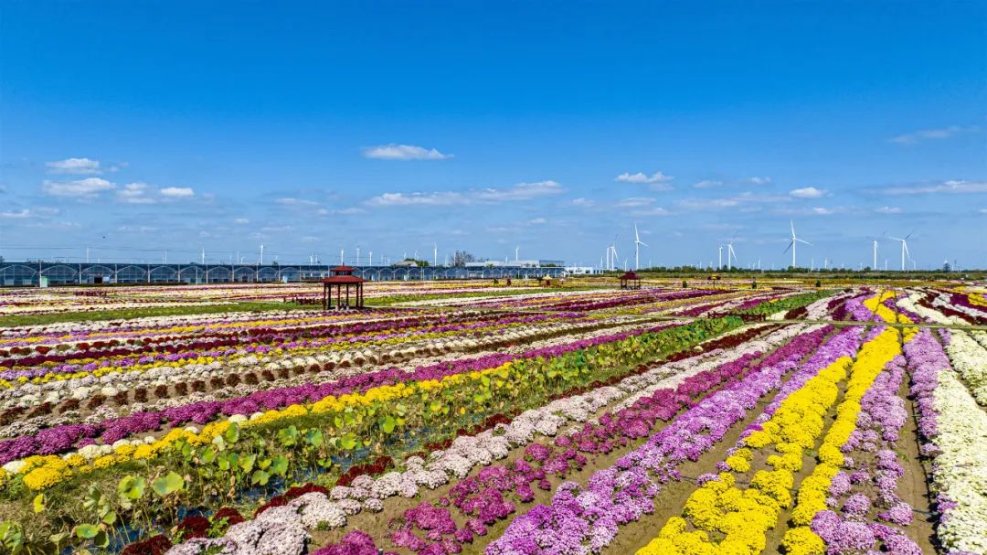 射阳县经济怎么样,射阳的经济在盐城市排名几位