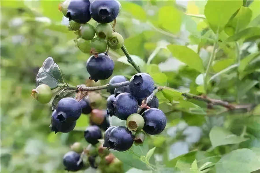 农村常见野生植物你都认识吗,农村常见植物野果