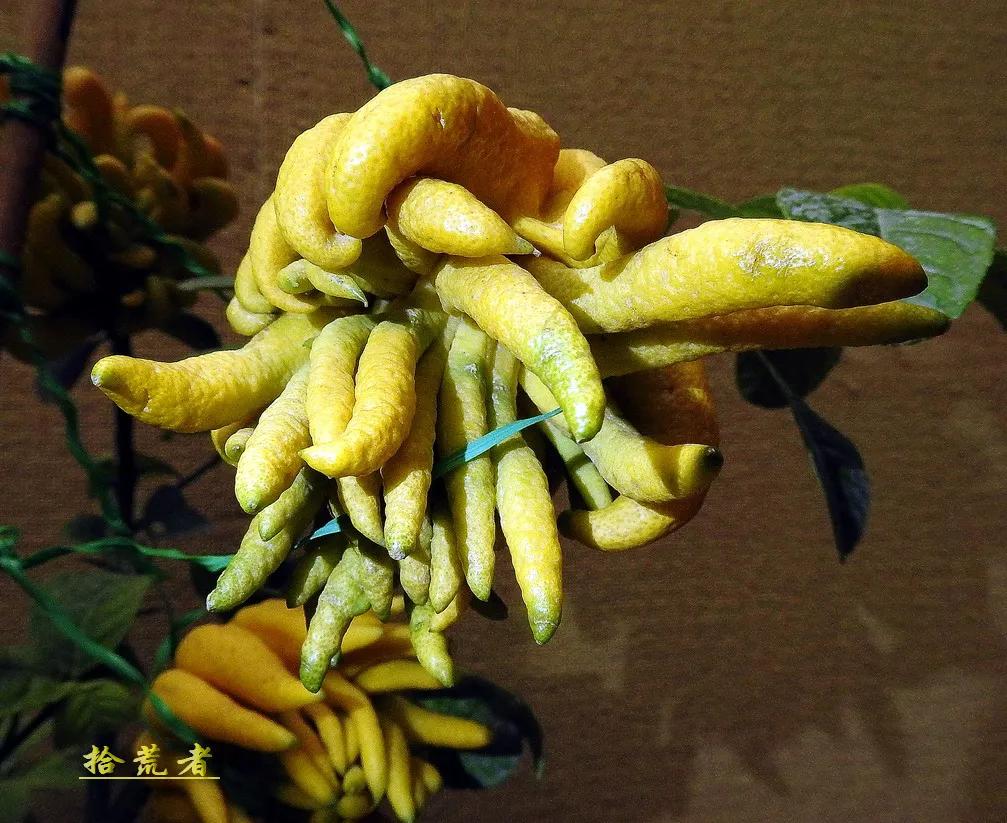 世界各国最漂亮的佛手植物图片,佛手是观花植物吗图片