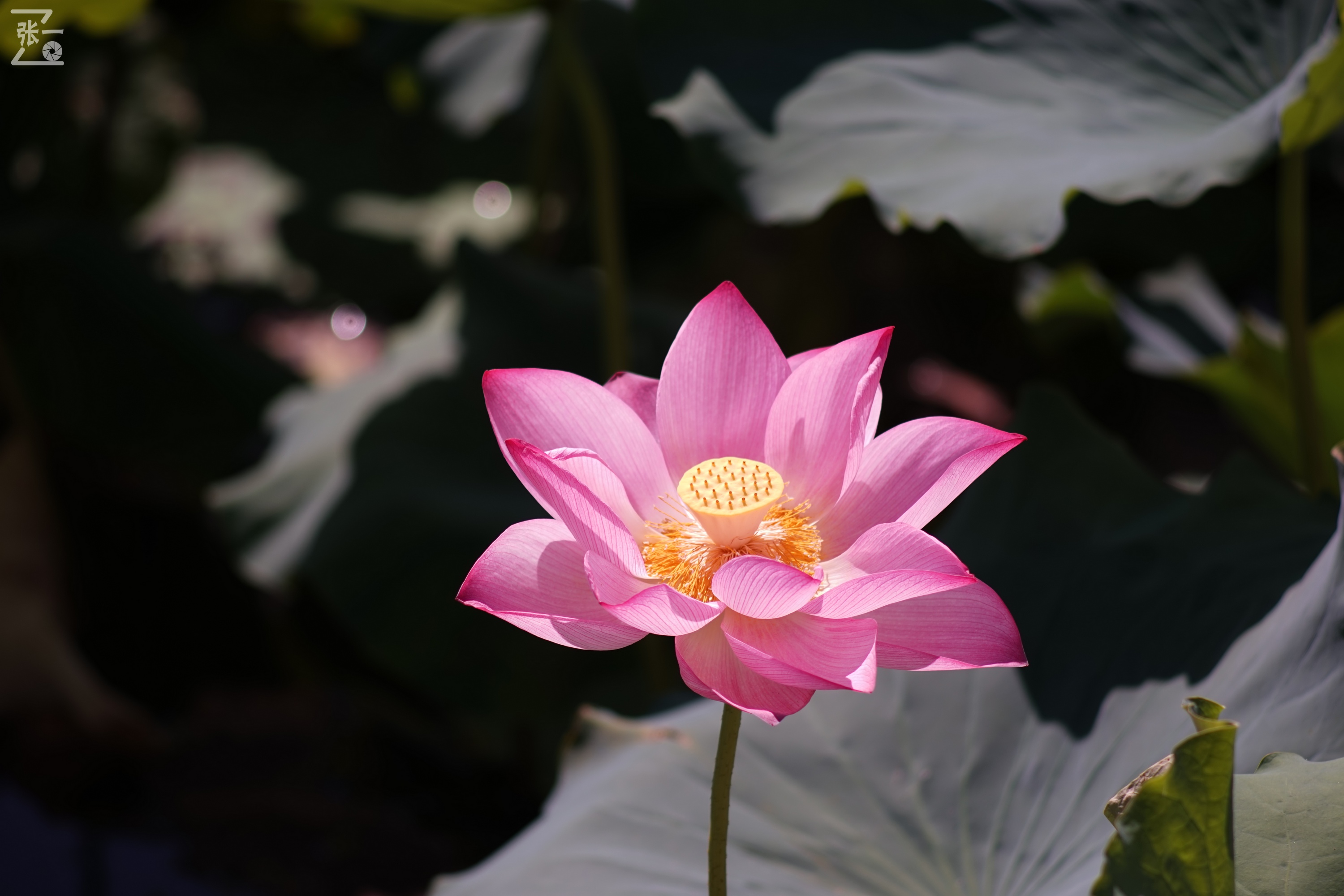 老款olympus微单拍摄技巧,日本olympus镜头