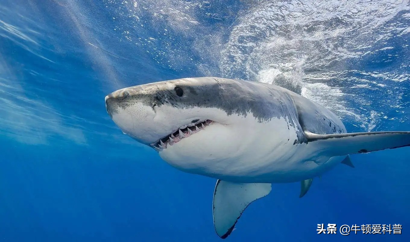 为什么狮子咬合力大吃起来却不快,咬合力最强的八种动物狮子排第几