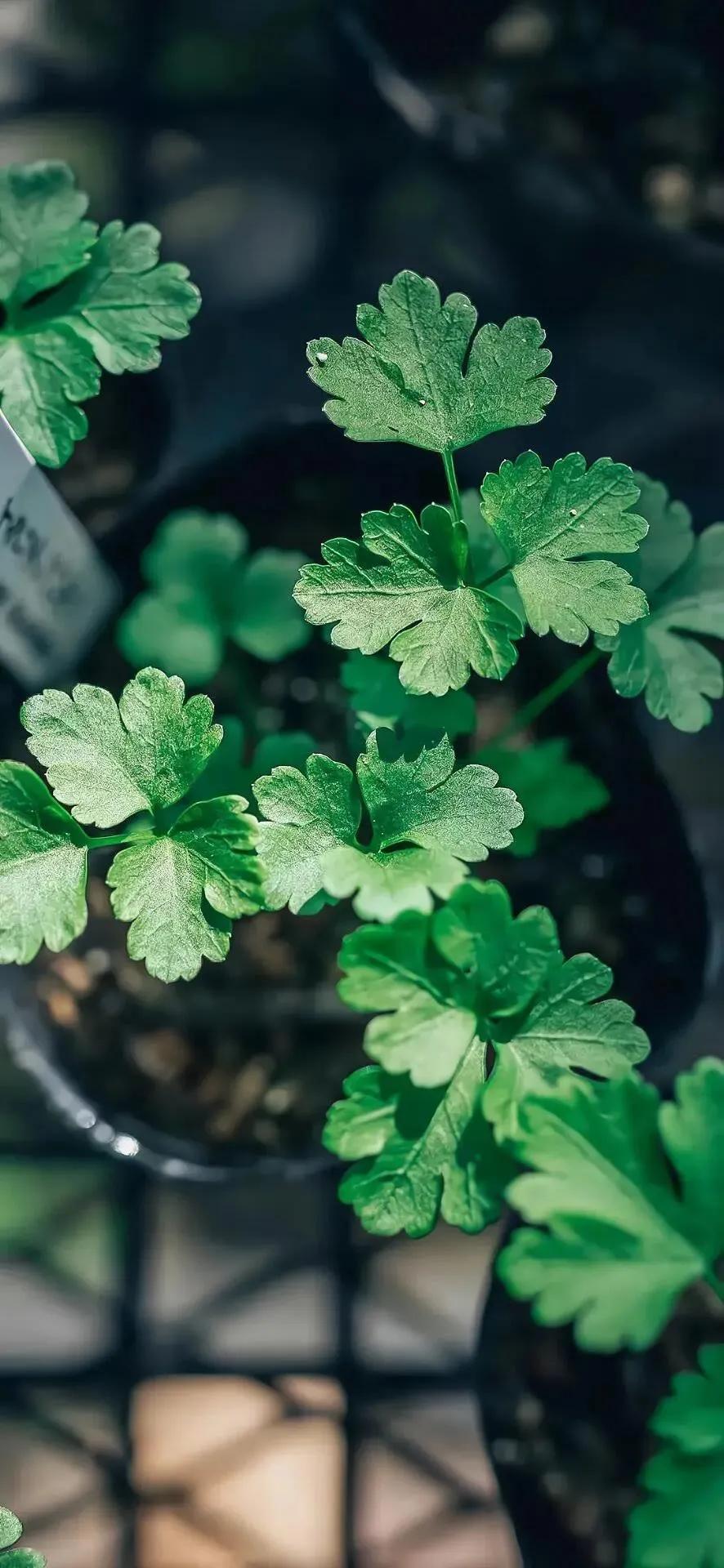 高清壁纸全面屏手机,围棋壁纸高清全面屏