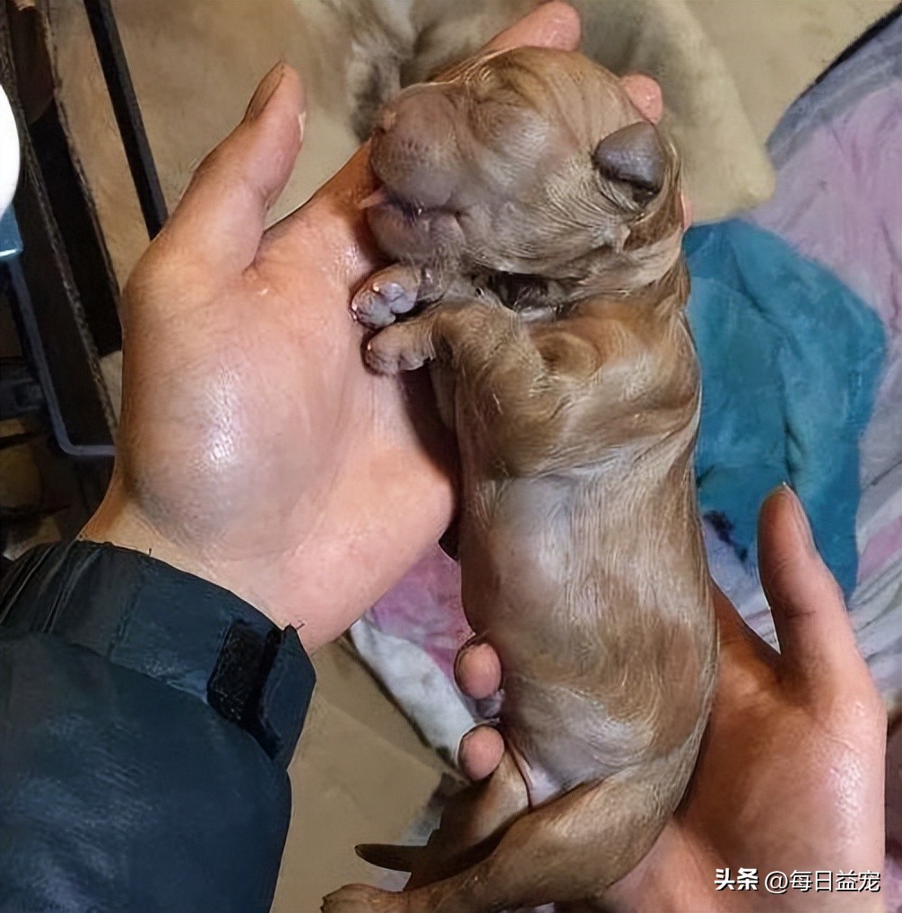 金毛生一窝19只,金毛一胎生了20只小奶狗