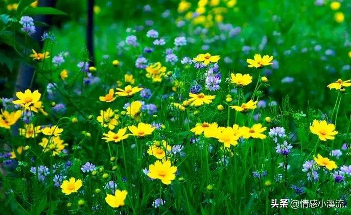 帕里黛，白血病维族女孩，我最好的闺蜜，你让我心疼得不能呼吸