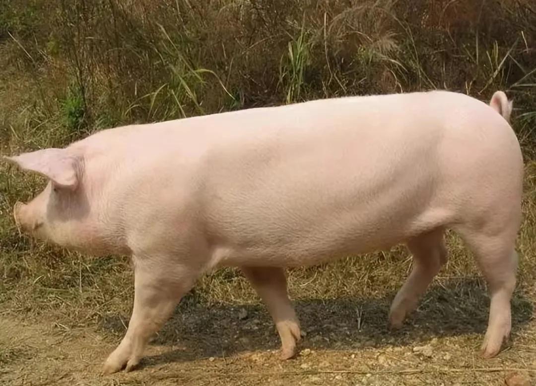 回族不吃猪肉，满族不吃狗肉，古代汉族也有不吃的肉